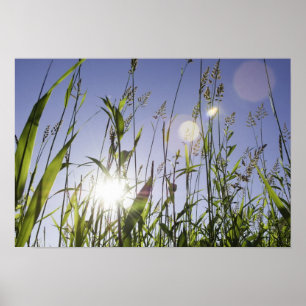 Sonnenlicht durch Gras Poster