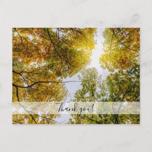 Sonnenlicht durch Herbst Zucker Maples Danke Postkarte