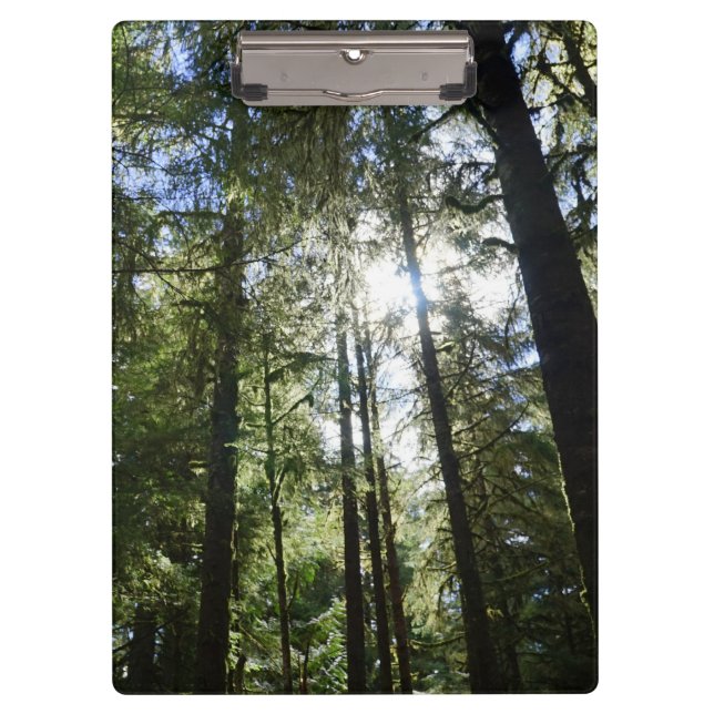 Sonnenlicht durch Kiefern Klemmbrett (Vorderseite)