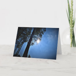 Sonnenlicht durch Pinienbäume, Karte