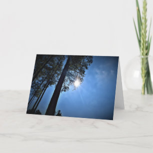 Sonnenlicht durch Pinienbäume, Karte