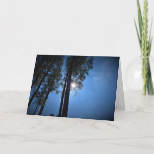 Sonnenlicht durch Pinienbäume, Karte