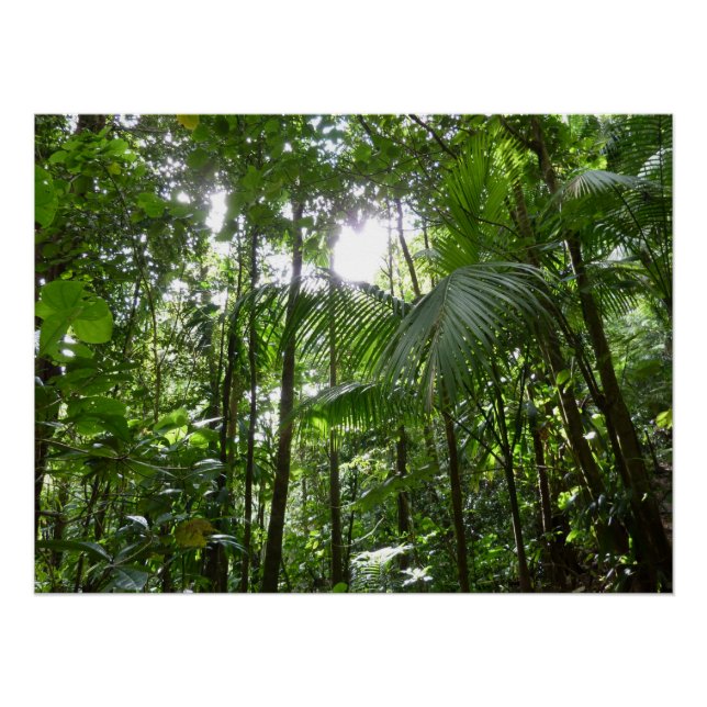Sonnenlicht durch Regenwaldkanopie tropisches Grün Poster (Vorderseite)