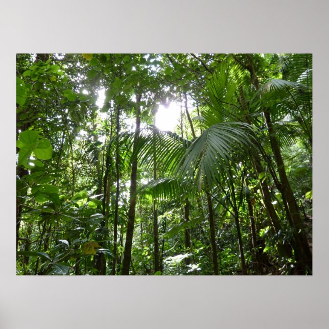 Sonnenlicht durch Regenwaldkanopie tropisches Grün Poster (Vorne)