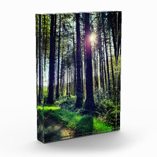 Sonnenlicht durch Waldbäume Fotoblock