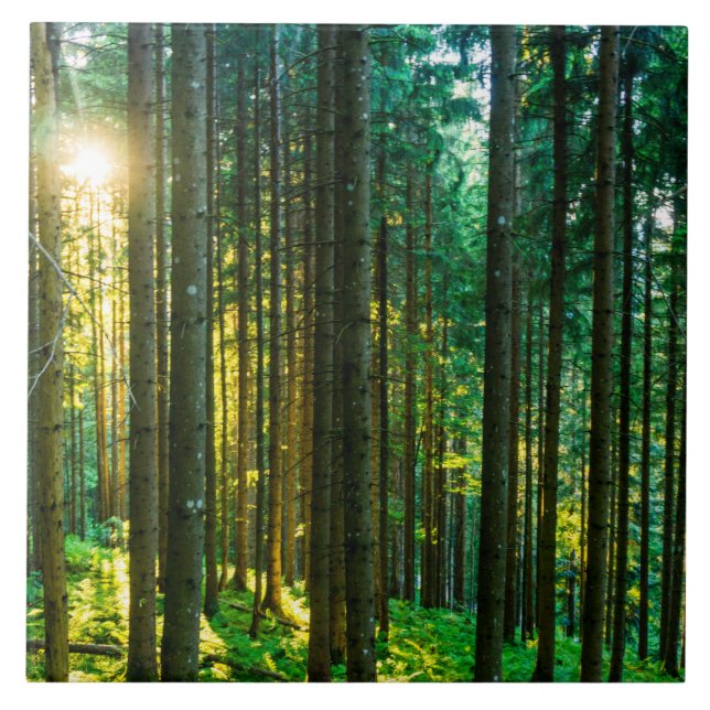 Sonnenlicht durch Wälder Fliese (Vorderseite)