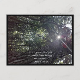Sonnenlicht mit einem Foto aus Bäumen Kunst & Chin Postkarte