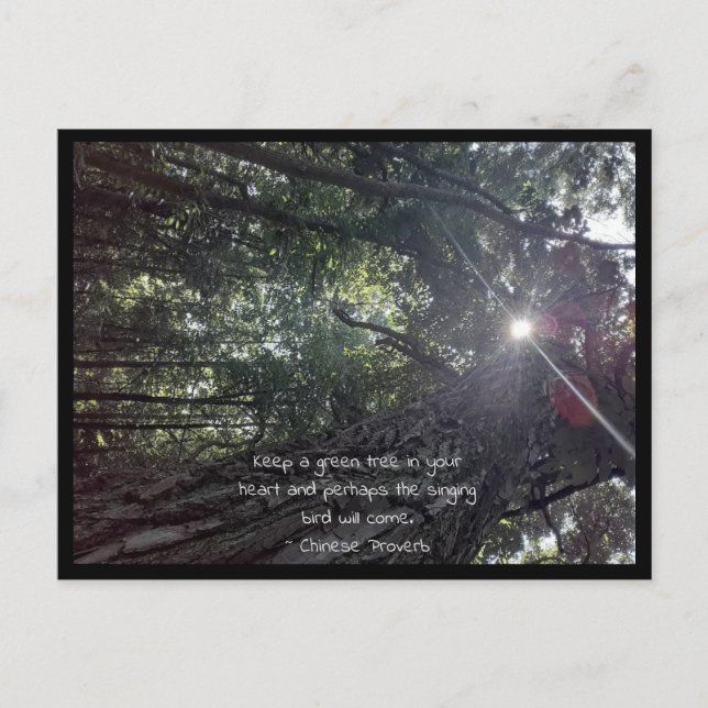 Sonnenlicht mit einem Foto aus Bäumen Kunst & Chin Postkarte (Vorderseite)
