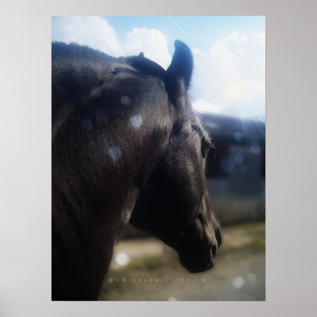 Sonnenlicht - Poster (Vorne)