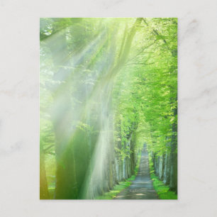 Sonnenlicht Postkarte