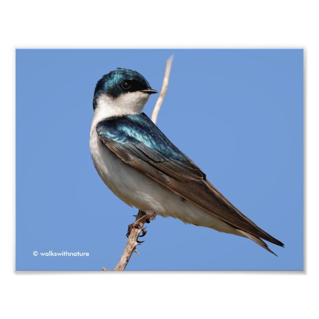 Sonnenlicht Profil eines Baumschlucks Songbird Fotodruck (Vorne)