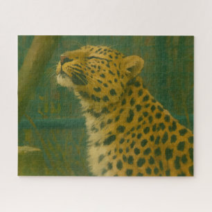 Sonnenlicht - Ruhender Leopard im Waldlicht