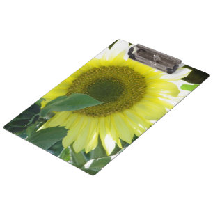 Sonnenlicht-Sonnenblume Klemmbrett
