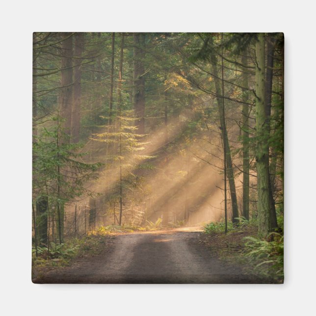 Sonnenlicht strahlt durch einen Wald Magnet (Vorne)