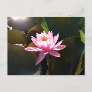 Sonnenlicht Wasserlilie Rosa Blumengarten Postkarte