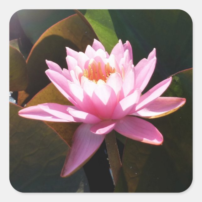 Sonnenlicht Wasserlilie Rosa Blumengarten Quadratischer Aufkleber (Vorderseite)