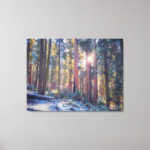Sonnenlicht Winter Sequoia Forest Szene Leinwanddruck