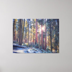 Sonnenlicht Winter Sequoia Forest Szene Leinwanddruck
