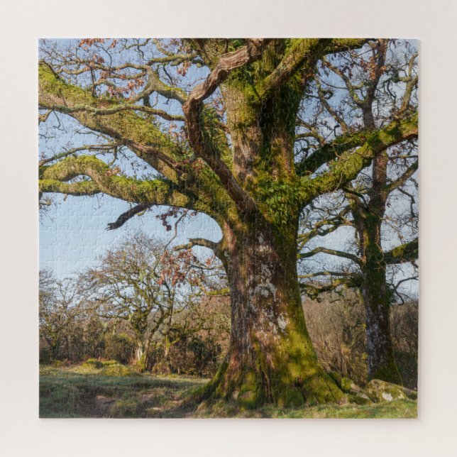 Sonnenlichter Waldweg zu einem alten Baum (Vertikal)