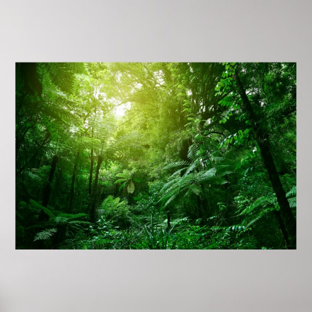 Sonnenlichtes Baumdach im tropischen Dschungel Poster (Vorne)