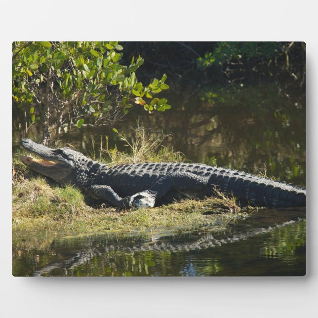 Sonnenmelder Fotoplatte (Vorderseite)
