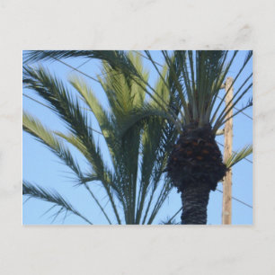 Sonnenpalmen Bäume California Urlaub Postkarte