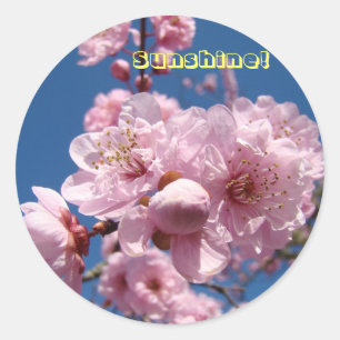 Sonnenschein! Aufkleber Rosa Frühlingsblüten der B