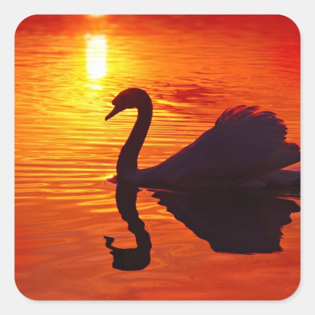 Sonnenschein mit Swan Quadratischer Aufkleber (Vorderseite)