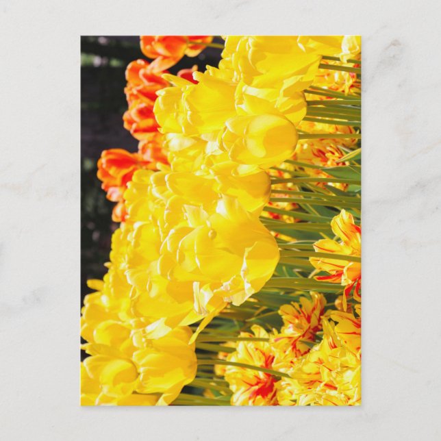 Sonnenschein Postkarte (Vorderseite)
