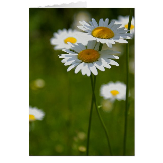 Sonnenschirme (Vorne)