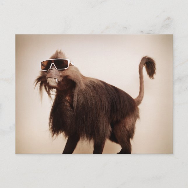 Sonnenseffe Postkarte (Vorderseite)