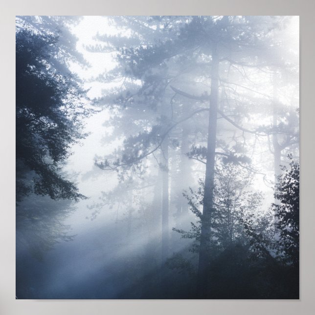 Sonnenstrahlen, die durch einen nebeligen Wald str Poster (Vorne)