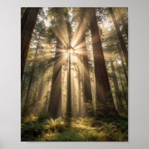 Sonnenstrahlen durch alte Riesen Poster