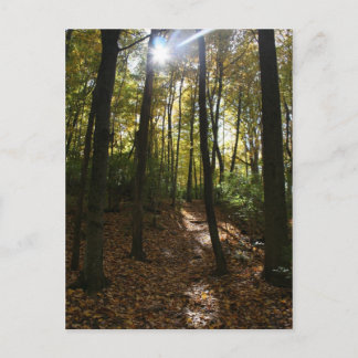 Sonnenstrahlen durch die Bäume Postcard Postkarte