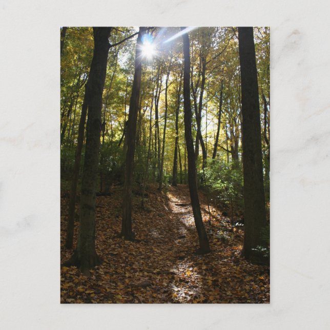 Sonnenstrahlen durch die Bäume Postcard Postkarte (Vorderseite)
