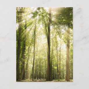 Sonnenstrahlen durch Treetops Postkarte