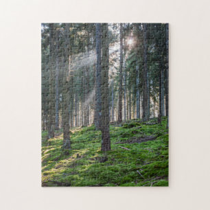 Sonnenstrahlen im Schwarzwald