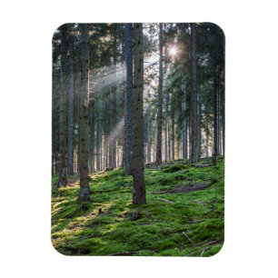 Sonnenstrahlen im Schwarzwald Magnet