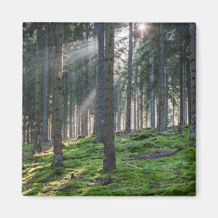 Sonnenstrahlen im Schwarzwald Magnet