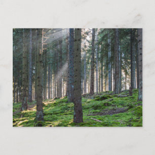 Sonnenstrahlen im Schwarzwald Postkarte
