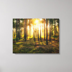 Sonnenstrahlen leuchten im Kiefernwald Leinwanddruck