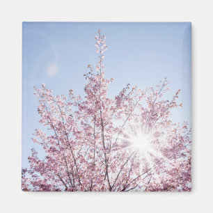 Sonnenstrahlen passieren durch rosa Blume eines Ba Magnet