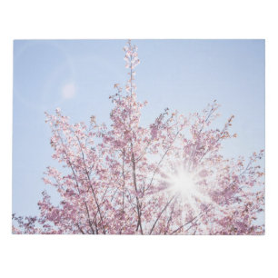 Sonnenstrahlen passieren durch rosa Blume eines Ba Notizblock