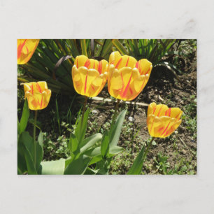 Sonnenstrahlen Postkarte