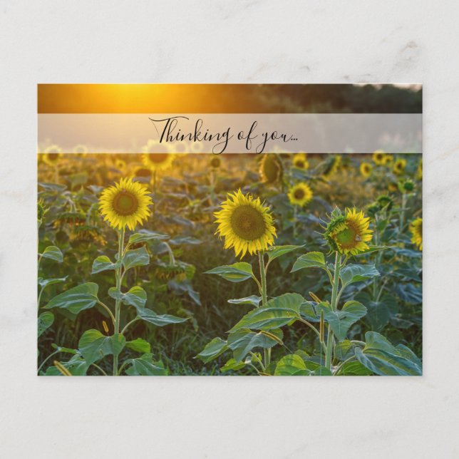 Sonnenuntergang am Sonnenblumenfeld denken Sie an  Postkarte (Vorderseite)