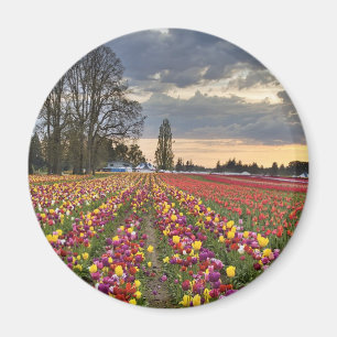 Sonnenuntergang am Tulpe-Bauernhof-Magneten Magnet