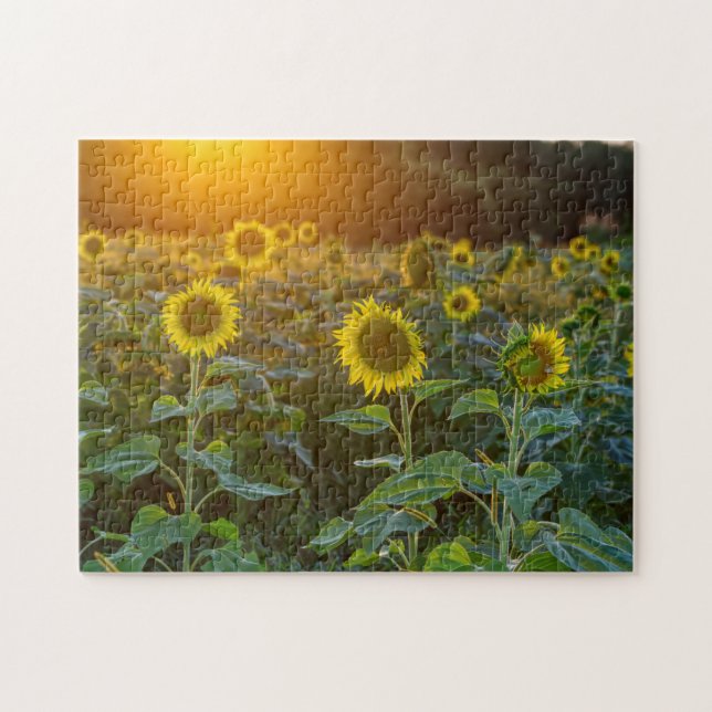 Sonnenuntergang auf dem Sonnenblumenfeld (Horizontal)