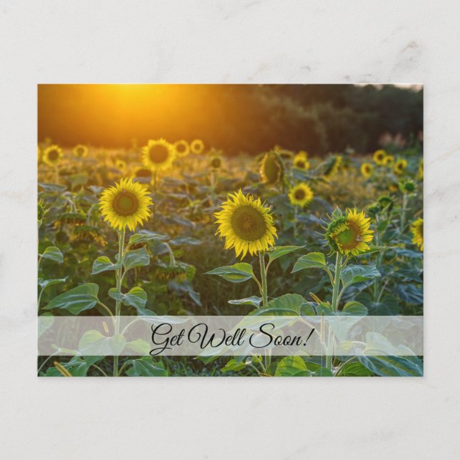 Sonnenuntergang auf dem Sonnenblumenfeld - bald wi Postkarte (Vorderseite)