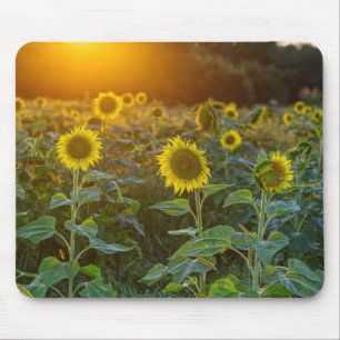 Sonnenuntergang auf dem Sonnenblumenfeld Mousepad