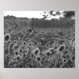 Sonnenuntergang aus Schwarz und Weiß in einem Feld Poster